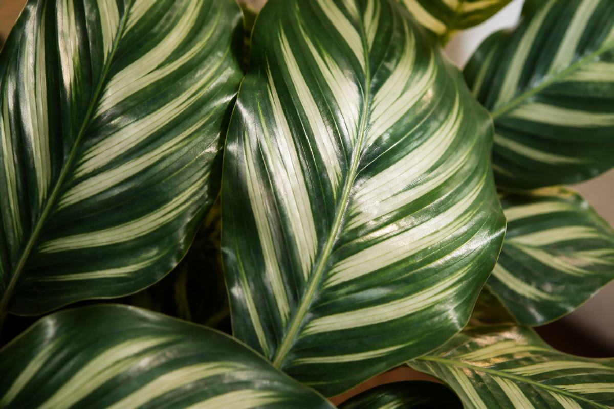 Close view of patterned calathea leaves